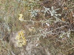 Helichrysum arenarium