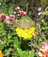 Argynnis pandora