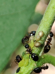 Dolichoderus quadripunctatus