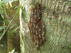 Lasiocampidae