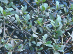 Alternanthera