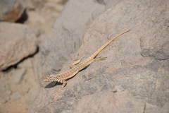 Microlophus