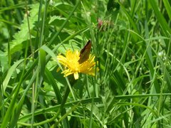 Lycaena virgaureae