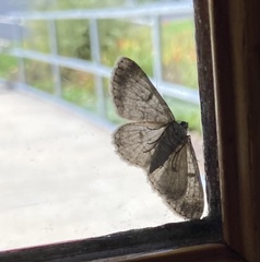 Ectropis crepuscularia