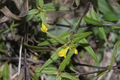 Melampyrum sylvaticum