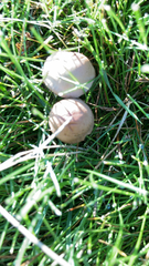 Panaeolus foenisecii