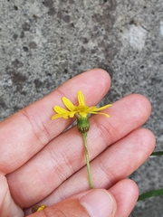 Senecio inaequidens