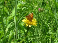 Lycaena virgaureae