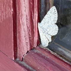 Ectropis crepuscularia