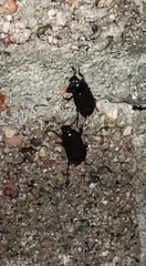 Blapstinus