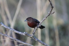 Coryphospingus cucullatus
