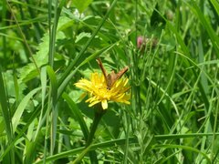 Lycaena virgaureae