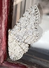 Ectropis crepuscularia