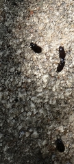 Blapstinus