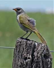 Embernagra platensis