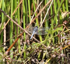 Libellula cyanea