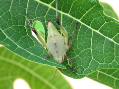 Sphenarium