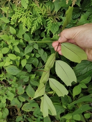 Cyrtomium caryotideum