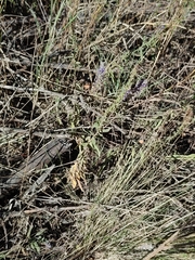 Veronica spicata