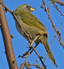 Embernagra platensis