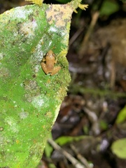 Pristimantis altamnis