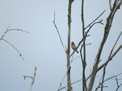 Carpodacus erythrinus