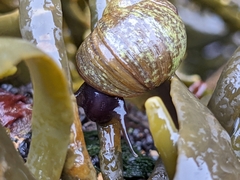 Littorina obtusata