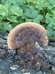 Ischnoderma resinosum