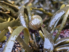 Littorina obtusata
