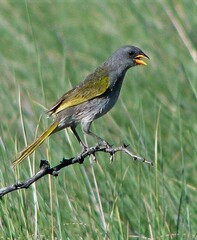 Embernagra platensis