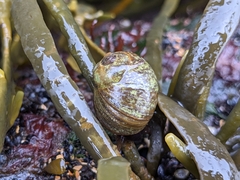 Littorina obtusata