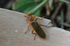 Metacantharis discoidea