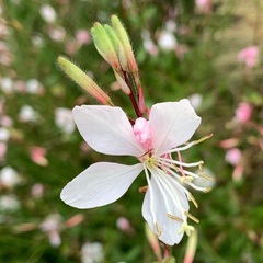 Oenothera lindheimeri