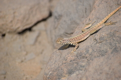 Microlophus