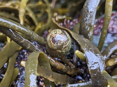 Littorina obtusata