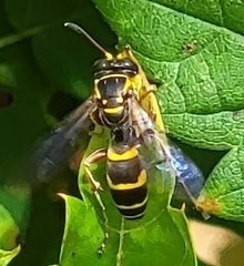 Tanyoprymnus moneduloides