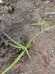 Cyperus esculentus