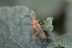 Metacantharis discoidea