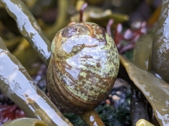 Littorina obtusata