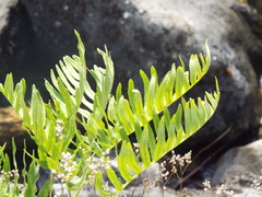 Polypodium vulgare
