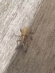 Charagmus gressorius