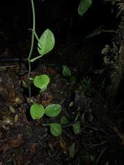 Monsteroideae