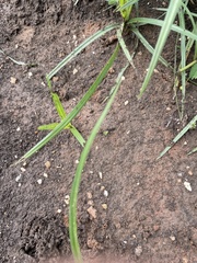 Cyperus esculentus