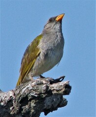 Embernagra platensis