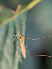 Gonomyia