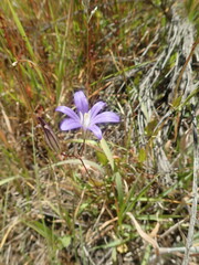 Brodiaea coronaria