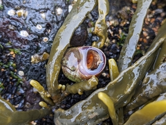 Littorina obtusata