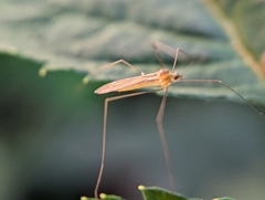 Gonomyia