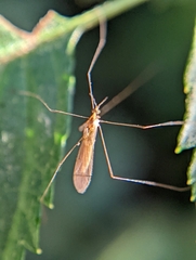 Gonomyia