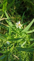 Symphyotrichum lanceolatum